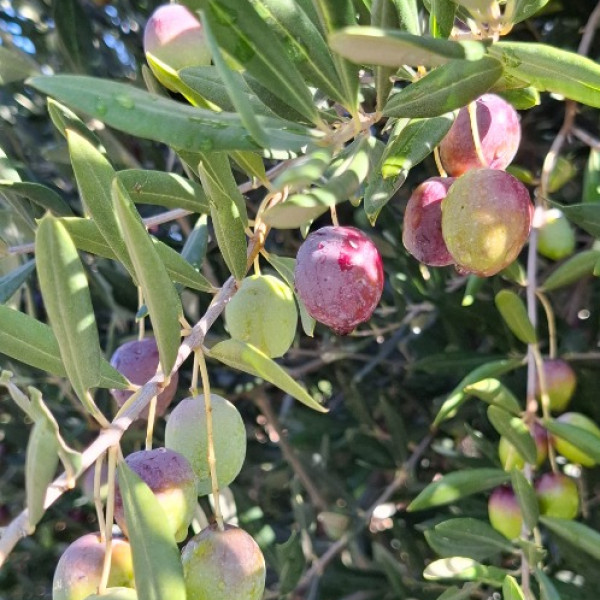 Our Family Farm and Tradition – Living in Harmony with Nature, Holiday Home Olives Garden – Villas for Rent – Kucine – Croatia SOLIN Our Family Farm and Tradition – Living in Harmony with Nature, Holiday Home Olives Garden – Villas for Rent – Kucine – Croatia SOLIN