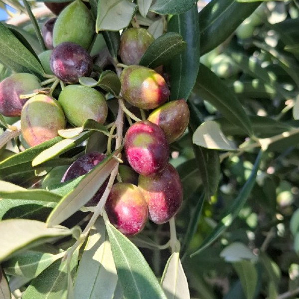 Our Family Farm and Tradition – Living in Harmony with Nature, Holiday Home Olives Garden – Villas for Rent – Kucine – Croatia SOLIN Our Family Farm and Tradition – Living in Harmony with Nature, Holiday Home Olives Garden – Villas for Rent – Kucine – Croatia SOLIN